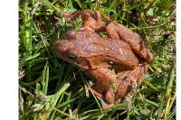 Grenouille rousse 