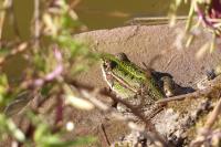 amphib