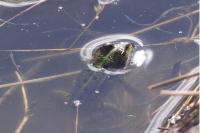 amphib