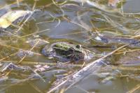 amphib