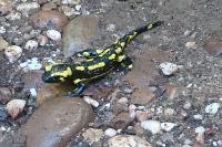 Salamandra salamandra