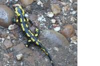 Salamandra salamandra
