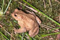 Bufo bufo