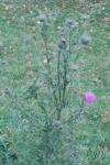 Cirsium vulgare