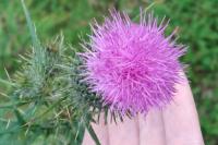 Cirsium vulgare