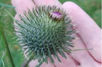Cirsium vulgare