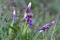 Orchis mascula