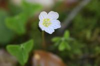Oxalis acetosella
