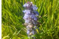 Ajuga reptans