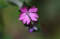 Silene dioica