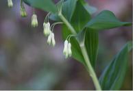 Polygonatum multiflorum