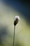 Eriophorum vaginatum