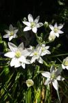 Ornithogalum umbellatum