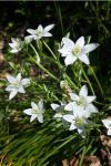 Ornithogalum umbellatum