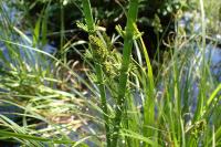 Equisetum fluviatile