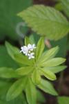 Galium odoratum