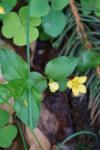 Lysimachia nemorum