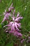 Lychnis flos-cuculi