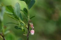 Vaccinium uliginosum