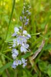 Veronica officinalis