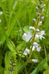 Veronica officinalis