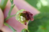 Scrophularia nodosa
