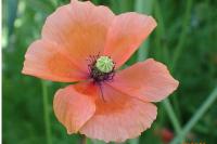 Papaver dubium