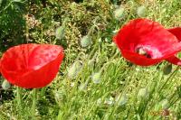 Papaver rhoeas