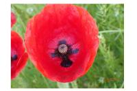 Papaver rhoeas