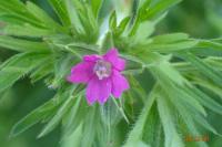 Geranium dissectum