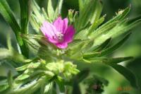 Geranium dissectum