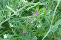 Geranium dissectum
