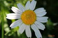 Anthemis arvensis