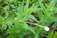 Anthemis arvensis