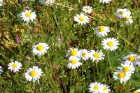 Anthemis arvensis