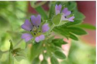 Geranium pusillum
