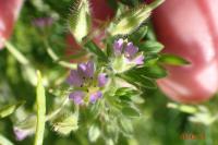 Geranium pusillum