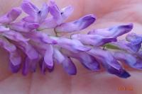 Vicia cracca