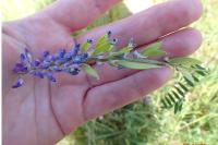 Vicia cracca
