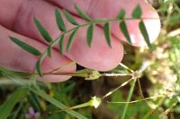 Vicia cracca
