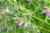 Vicia sativa