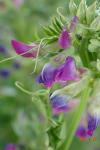 Vicia sativa