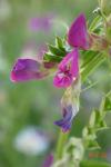 Vicia sativa