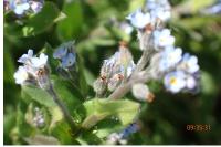 Myosotis arvensis