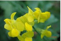Lathyrus pratensis