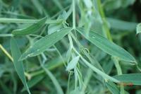 Lathyrus pratensis