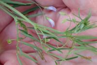 Ervum tetraspermum