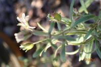 Chaenorrhinum minus