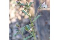 Chaenorrhinum minus