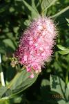 Spiraea x rosalba